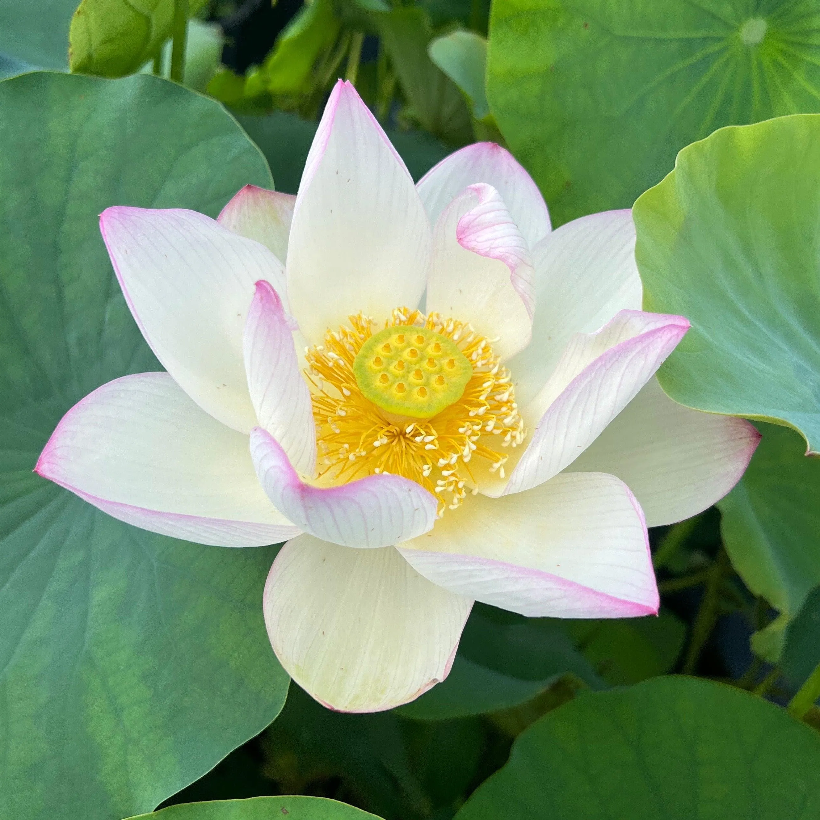 Chawan Basu Lotus (Bare Root)