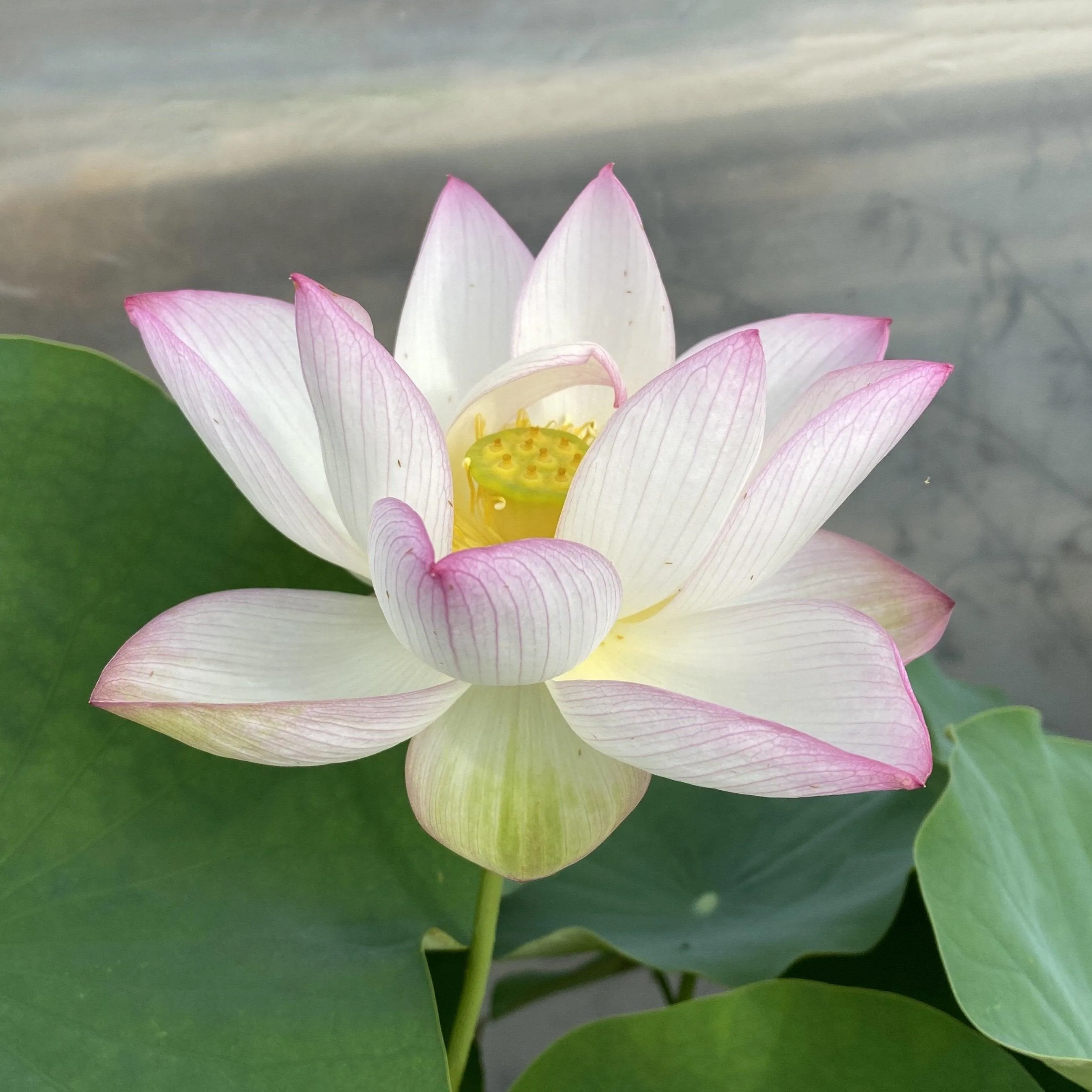 Chawan Basu Lotus (Bare Root)