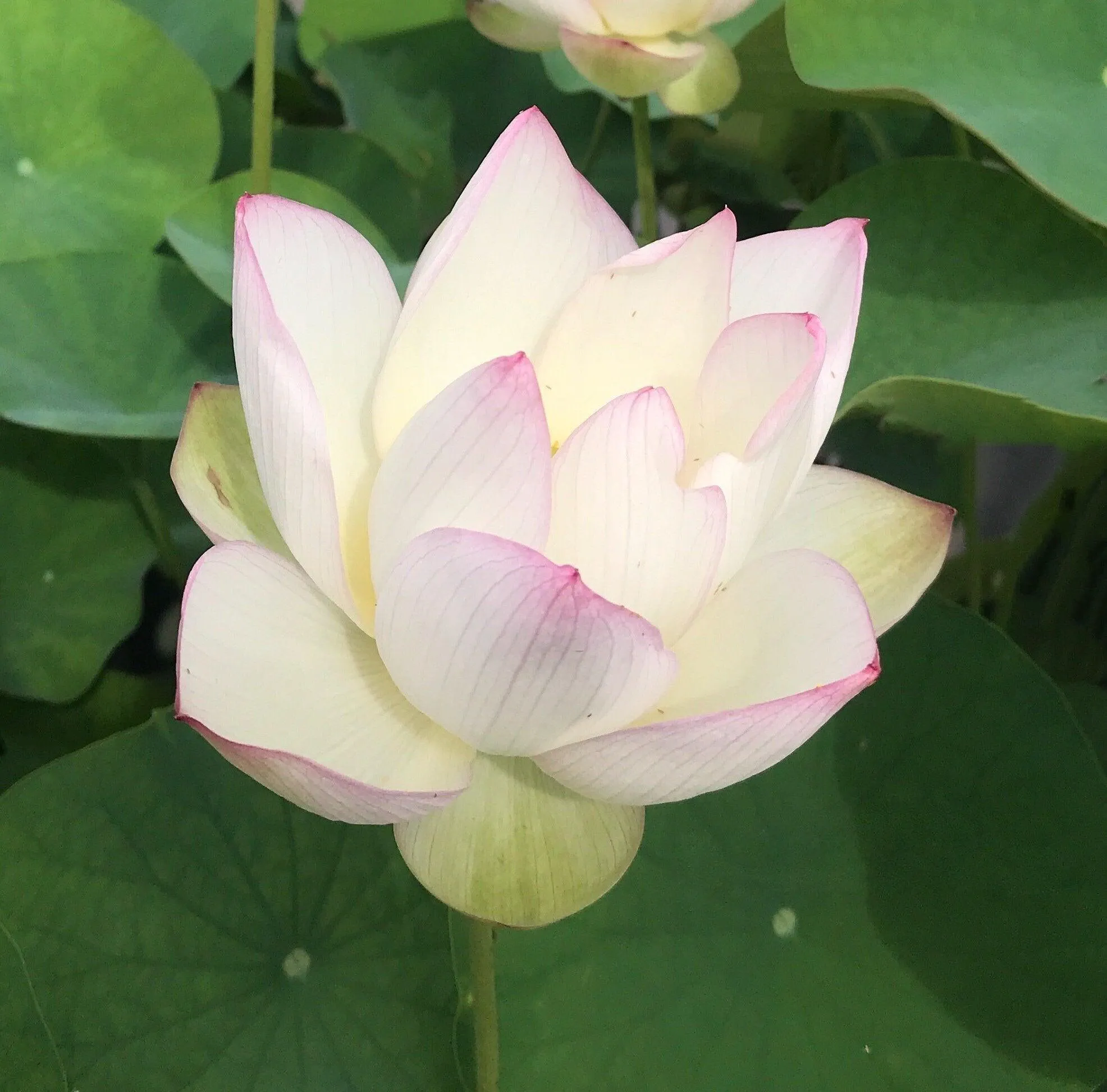 Chawan Basu Lotus (Bare Root)