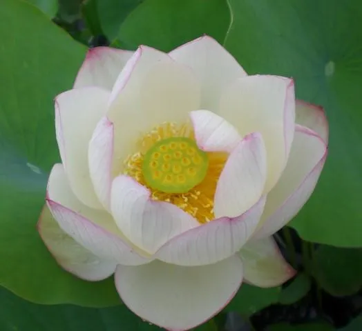 Chawan Basu Lotus (Bare Root)