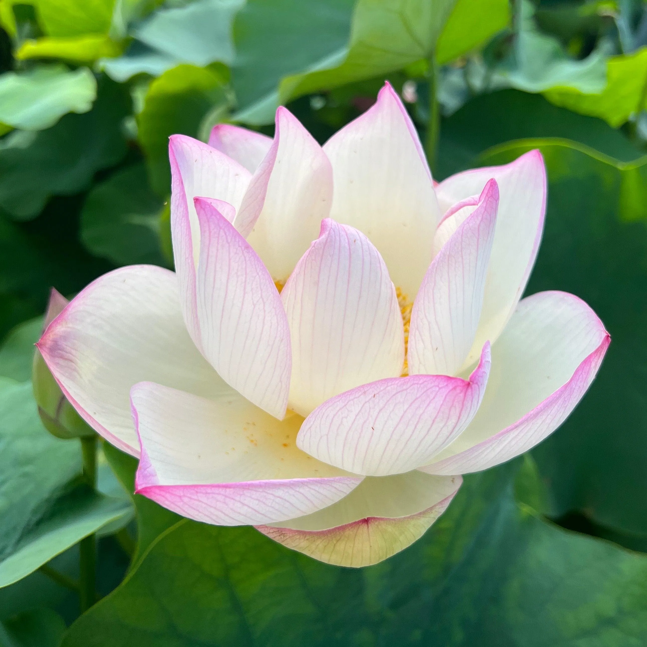 Chawan Basu Lotus (Bare Root)