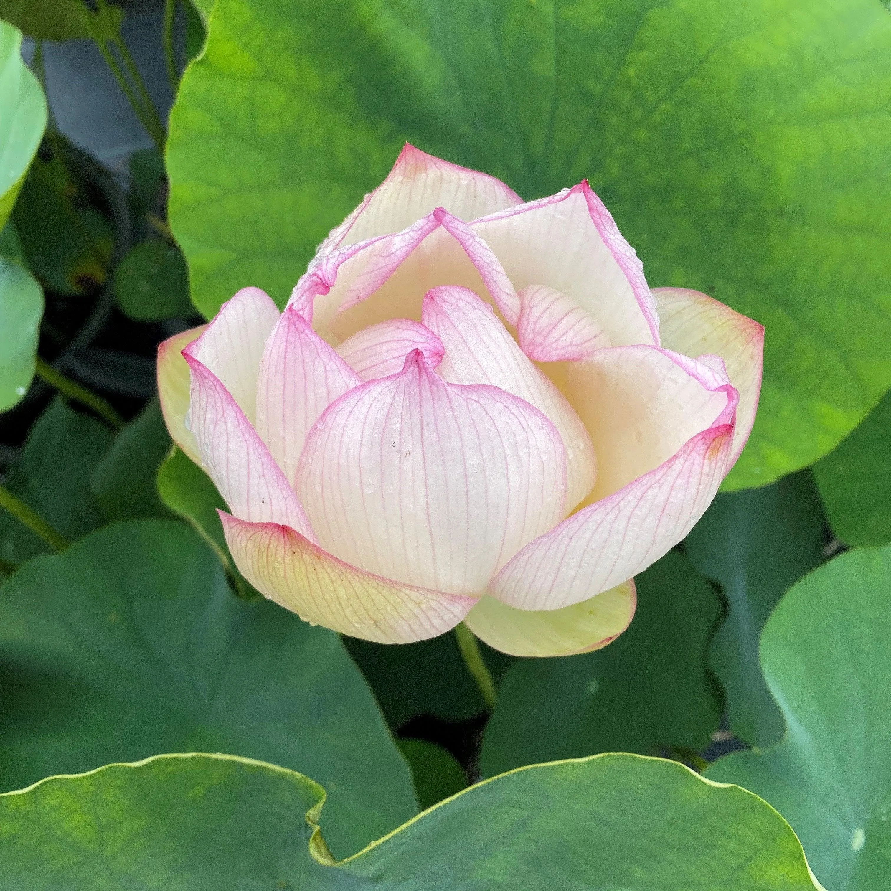 Chawan Basu Lotus (Bare Root)