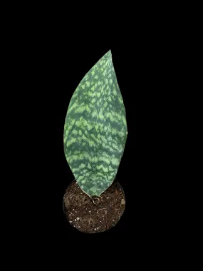 Sansevieria Masoniana 'Whale's Fin'