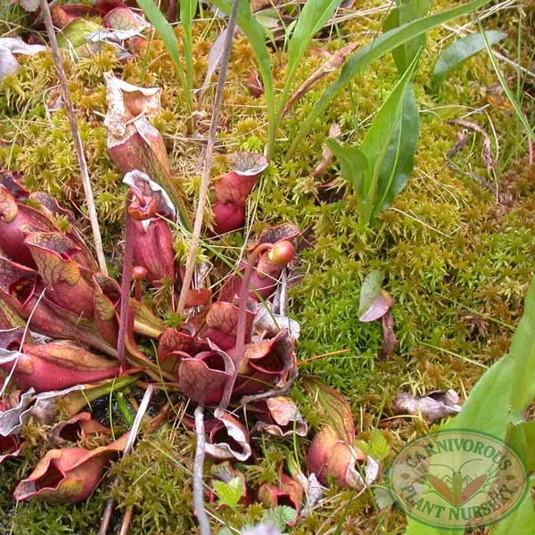 Sphagnum Moss