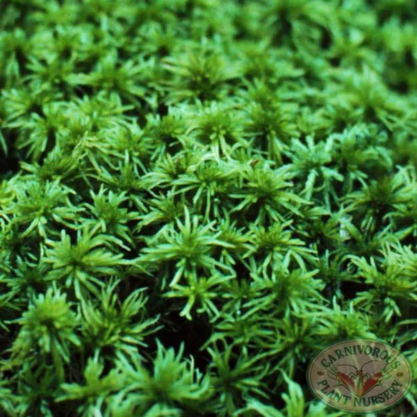 Sphagnum Moss